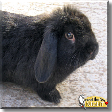 Night, the Pet of the Day