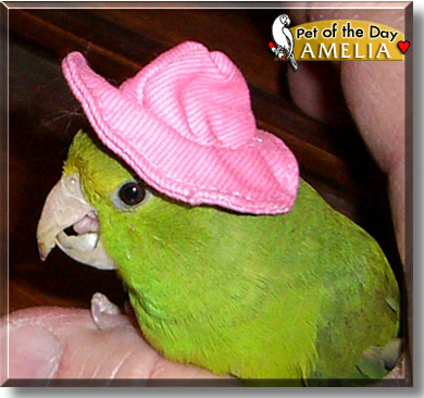 Amelia, the Pet of the Day