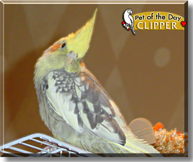 Clipper, the Pet of the Day