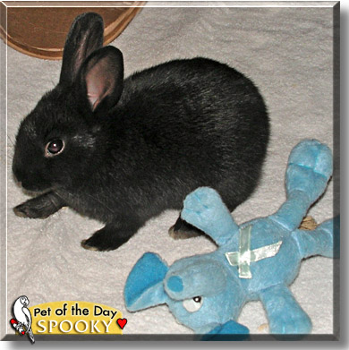 Spooky, the Pet of the Day
