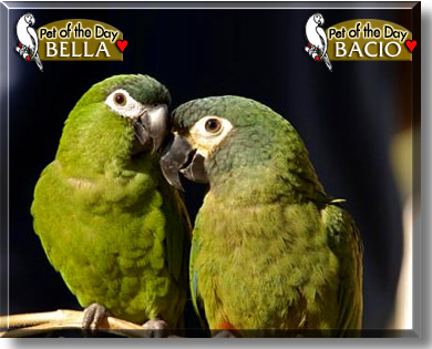 Bacio, Bella, the Pet of the Day