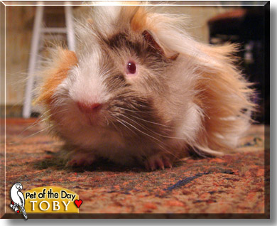 Toby, the Pet of the Day