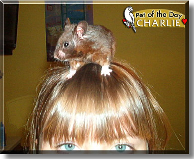 Charlie, the Pet of the Day