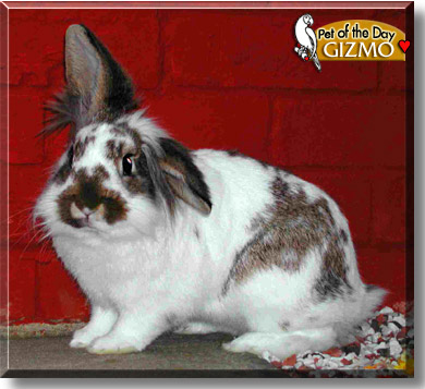 Gizmo, the Pet of the Day