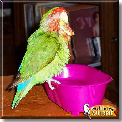 Murrie, the Pet of the Day