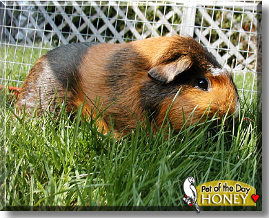 Honey, the Pet of the Day