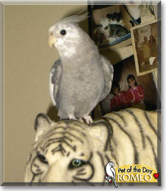 Romeo, the Pet of the Day