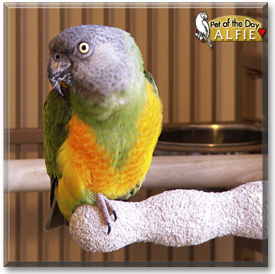 Alfie, the Pet of the Day