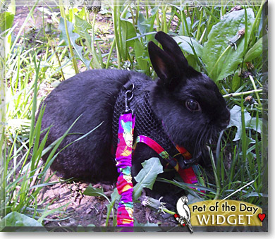 Widget, the Pet of the Day