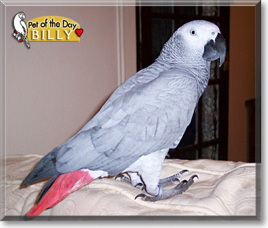 Billy, the Pet of the Day