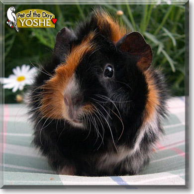 Yoshe, the Pet of the Day