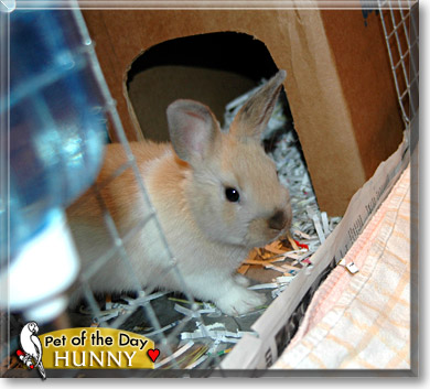 Hunny Bunny, the Pet of the Day