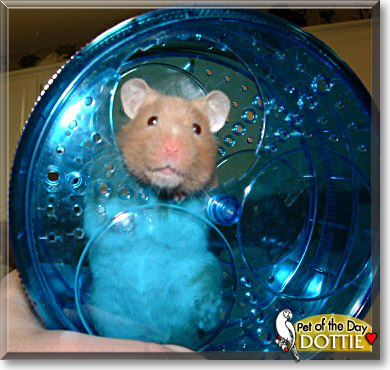 Dottie, the Pet of the Day
