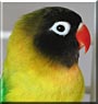 Buzz the Black masked lovebird