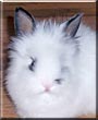 Narla the Lionhead Rabbit