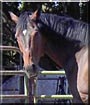 Eli the Thoroughbred Horse