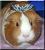 Penny the Guinea Pig