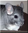 Kupo the Gray Chinchilla