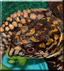 Roxanne the Box Turtle