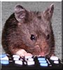 Toby Bear the Black Bear Hamster