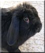 Night the Dwarf Lop Rabbit