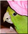 Amelia the Green Rump Parrotlet