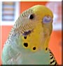 Tzaziki the Fancy Budgie
