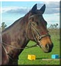 Dante the Horse