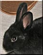 Spooky the Dutch Bunny