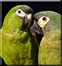 Bacio, Bella the Macaw