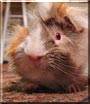 Toby the Guinea Pig