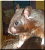 Charlie the Syrian Hamster