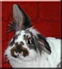 Gizmo the Rabbit