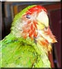 Murrie the Peach faced lovebird