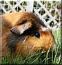 Honey the Guinea Pig