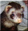 Roxy the Sable Ferret
