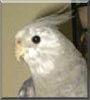 Romeo the Whiteface Cockatiel