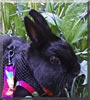 Widget the Havana rabbit