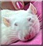 Snowball the Fancy Rat