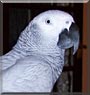 Billy the African Grey Parrot