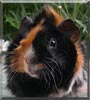 Yoshe the Abyssinian
