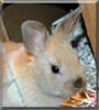 Hunny Bunny the Rabbit