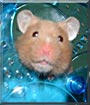 Dottie the Hamster