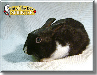 Sprinter, the Pet of the Day