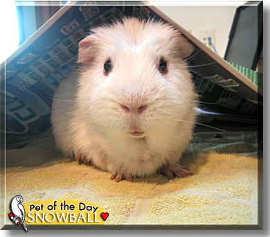 Snowball - Guinea Pig - January 4, 2006
