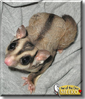 Meeko, the Pet of the Day