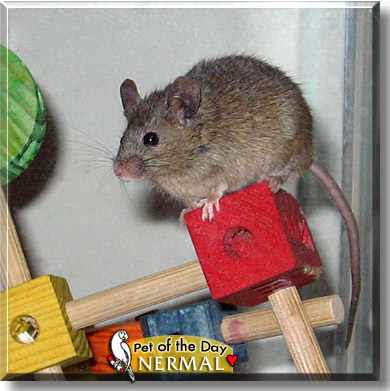 Nermal, the Pet of the Day
