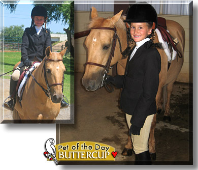 Buttercup, the Pet of the Day