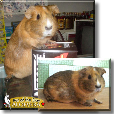 Aloevera, the Pet of the Day