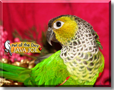 Java Joe, the Pet of the Day